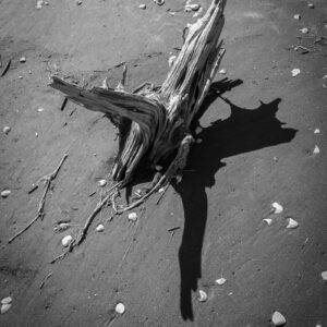 Driftwood and shells on sandy beach