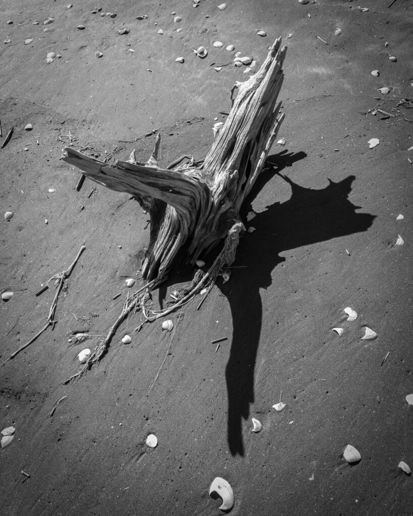 Driftwood and shells on sandy beach